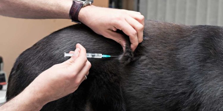 Vaccini del cane, quali quelli consigliati