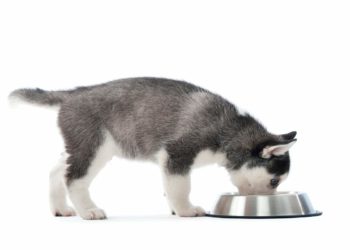 Dolcetti per animali domestici: sana abitudine o scelta di tendenza?