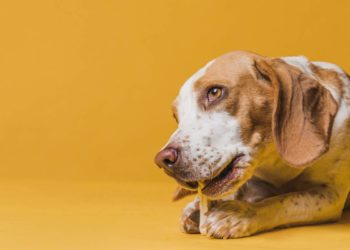 L’IMPORTANZA DELLE PROTEINE IN UNA DIETA PER CANI