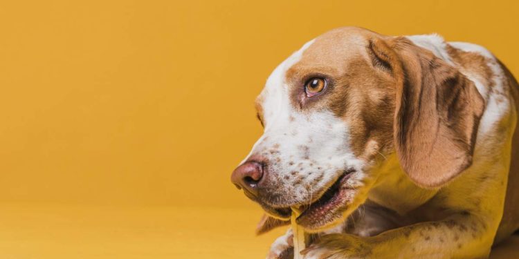 L’IMPORTANZA DELLE PROTEINE IN UNA DIETA PER CANI