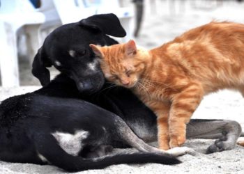 Caldo record in Italia, i consigli per difendere gli animali