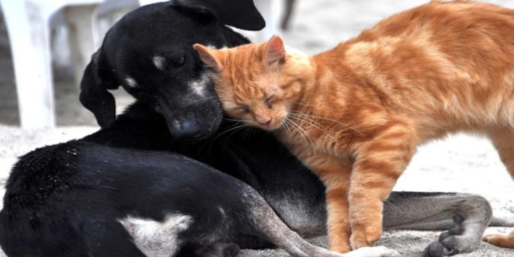 Caldo record in Italia, i consigli per difendere gli animali