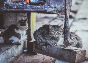 Le associazioni da parte degli animali: ecco le 5 più conosciute