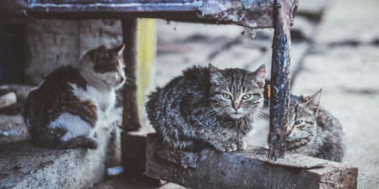 Le associazioni da parte degli animali: ecco le 5 più conosciute