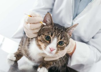 COME PULIRE LE ORECCHIE AL GATTO