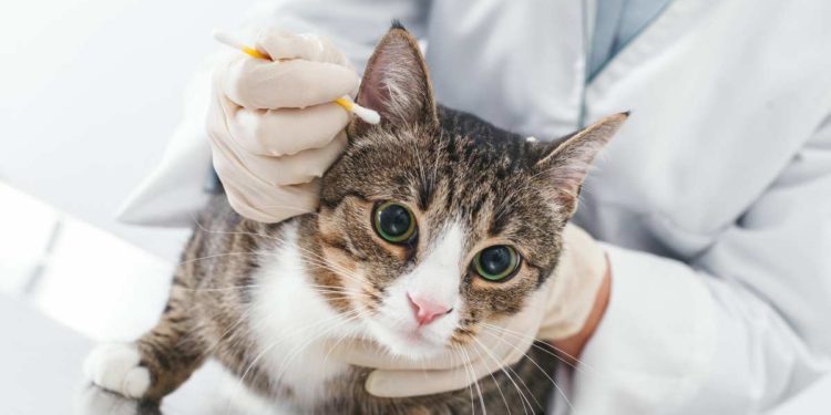 COME PULIRE LE ORECCHIE AL GATTO