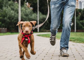Addestrare il proprio cane: i vantaggi dati da un primo approccio