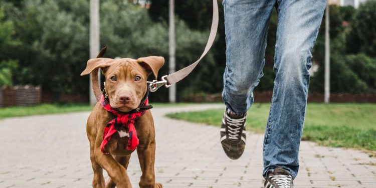 Addestrare il proprio cane: i vantaggi dati da un primo approccio