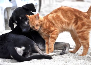 Raffreddore: anche cani e gatti possono ammalarsi?