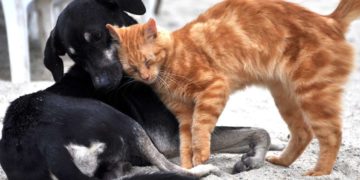 Raffreddore: anche cani e gatti possono ammalarsi?
