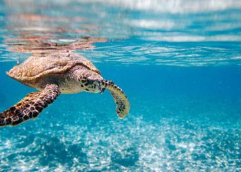 Animali, ecco i più longevi del mondo