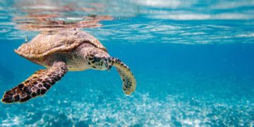 Animali, ecco i più longevi del mondo