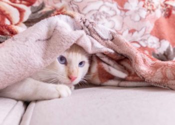 Cos’è possibile capire dalle abitudini di un gatto