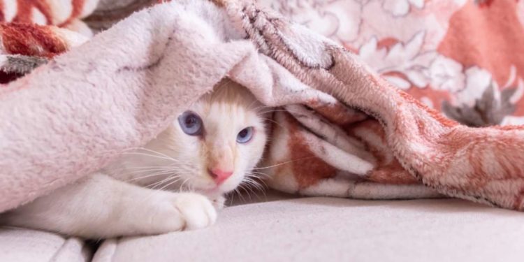 Cos’è possibile capire dalle abitudini di un gatto