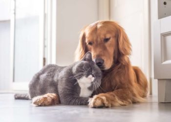 Convivenza cane-gatto: ecco come renderla semplice