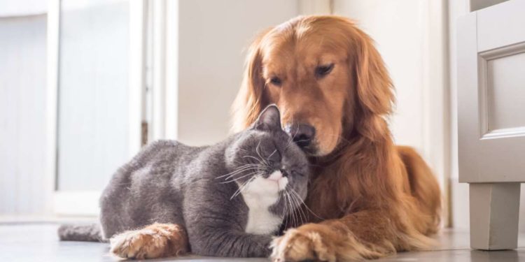 Convivenza cane-gatto: ecco come renderla semplice