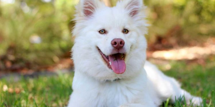 Come sapere se un cane è felice