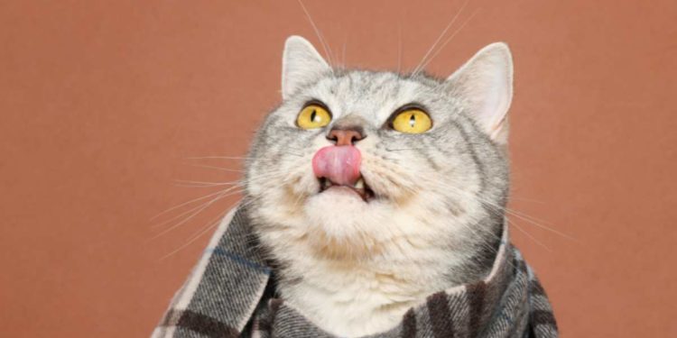 Gatto con raffreddore: sintomi e rimedi