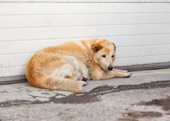 Come aiutare un cane abbandonato