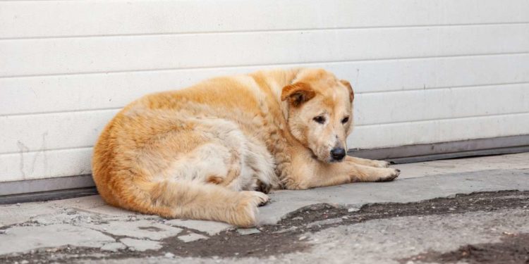 Come aiutare un cane abbandonato