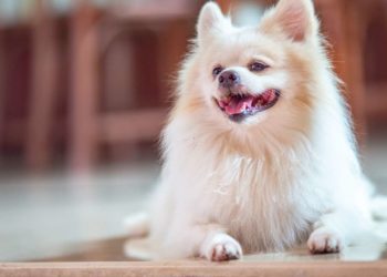 Come riconoscere un allevamento di Pomerania Professionale