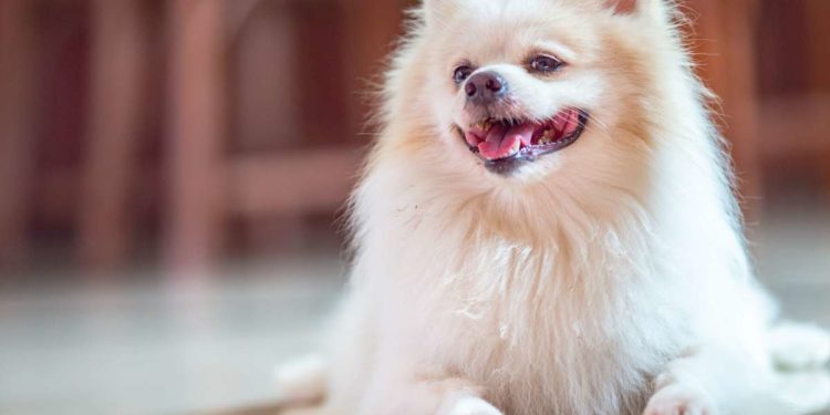 Come riconoscere un allevamento di Pomerania Professionale