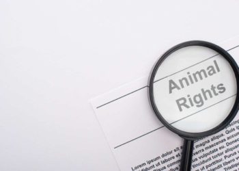 Quali sono i diritti degli animali