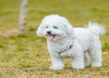 5 cose da sapere prima di prendere un cane barboncino