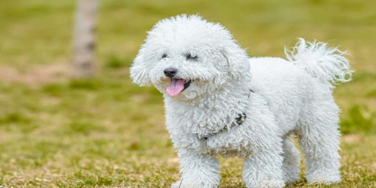 5 cose da sapere prima di prendere un cane barboncino