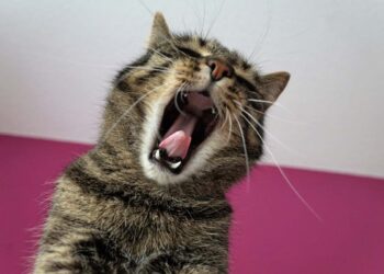 Allontanare lo stress dai gatti in casa, ecco come fare