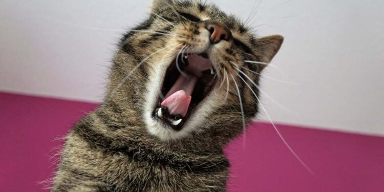 Allontanare lo stress dai gatti in casa, ecco come fare