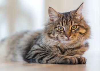 Sterilizzazione del gatto, tutti i pro e i contro