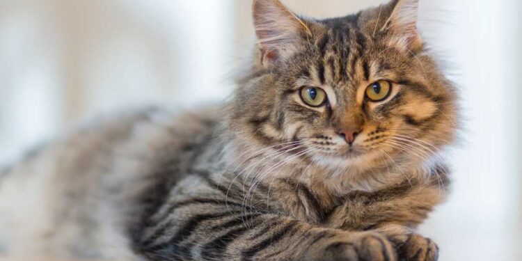 Sterilizzazione del gatto, tutti i pro e i contro