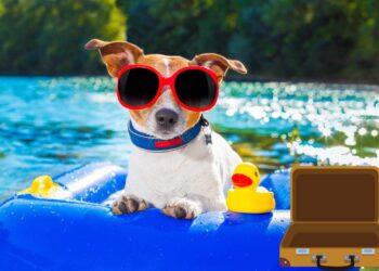 Cosa mettere nella valigia del proprio cane, ecco 12 oggetti indispensabili