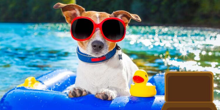 Cosa mettere nella valigia del proprio cane, ecco 12 oggetti indispensabili