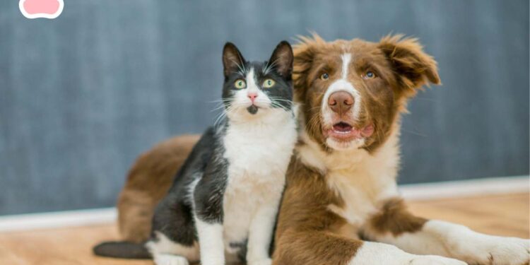 Eurispes, in quasi 1 casa su 4 in Italia c’è almeno un animale da compagnia