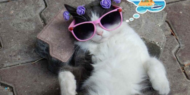 In vacanza con un gatto, ecco i consigli da seguire