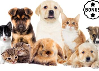 Bonus animali domestici 2024, in cosa consiste e come ottenerlo