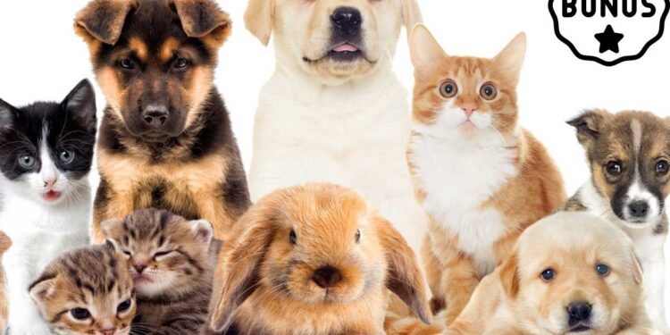 Bonus animali domestici 2024, in cosa consiste e come ottenerlo