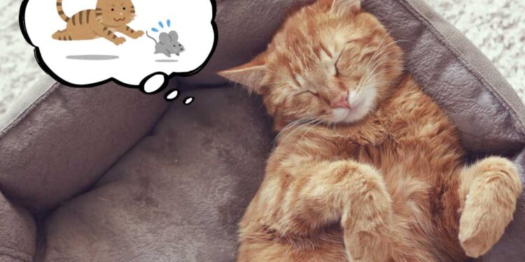 I gatti sognano?