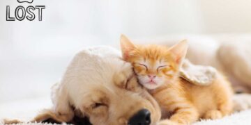 Pet detective: servizio professionale per ritrovare il tuo gatto o cane smarriti