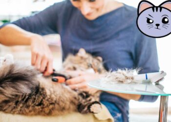 Gatto in estate, perché è sconsigliato il taglio drastico