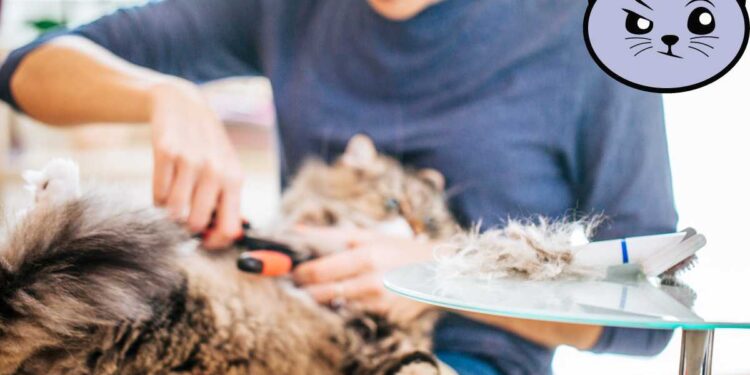 Gatto in estate, perché è sconsigliato il taglio drastico