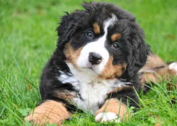 Le 10 Migliori Pensioni per Cani in Italia