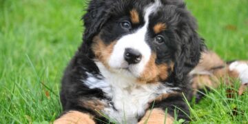 Le 10 Migliori Pensioni per Cani in Italia