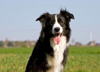Guida all’Acquisto di un Cucciolo di Border Collie: Un Esempio di Intelligenza e Vitalità per la Vita in Famiglia