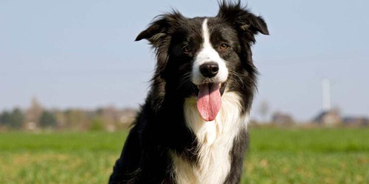 Guida all’Acquisto di un Cucciolo di Border Collie: Un Esempio di Intelligenza e Vitalità per la Vita in Famiglia