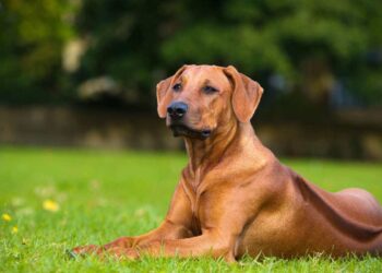 Guida all’Acquisto di un Cucciolo di Rhodesian Ridgeback: Un Cane di Classe per la Vita in Famiglia