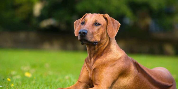Guida all’Acquisto di un Cucciolo di Rhodesian Ridgeback: Un Cane di Classe per la Vita in Famiglia