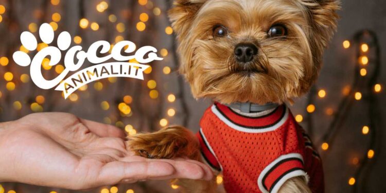 Cosa fare per proteggere gli animali da Capodanno?